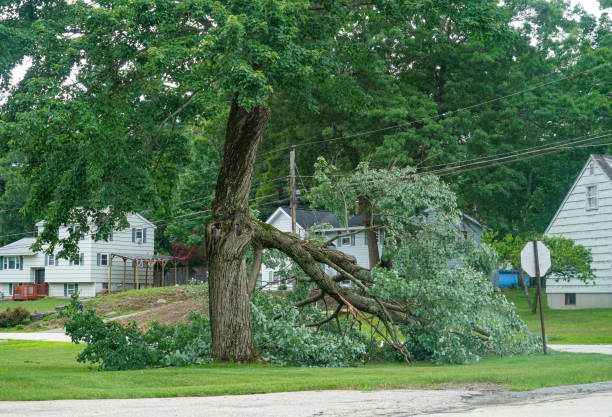 Trusted Phillips, WI Tree Services Experts